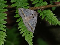 Black Bit Moth